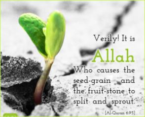 The seed in the Qur’an